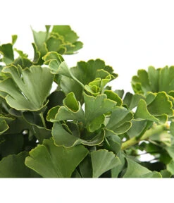 Ginkgobaum - Fächerblattbaum 'Marijke' 6 Ginkgobaum - Fächerblattbaum 'Marijke' -Haus Pflanzen Welt 7196082 PR DE 001 GinkgoMarijkeSchaleDehnerExpressHerzig