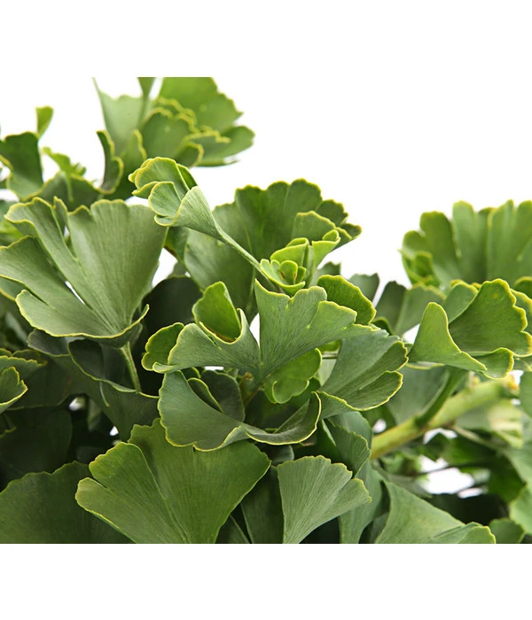 Ginkgobaum - Fächerblattbaum 'Marijke' 4 Ginkgobaum - Fächerblattbaum 'Marijke' – Bild 2