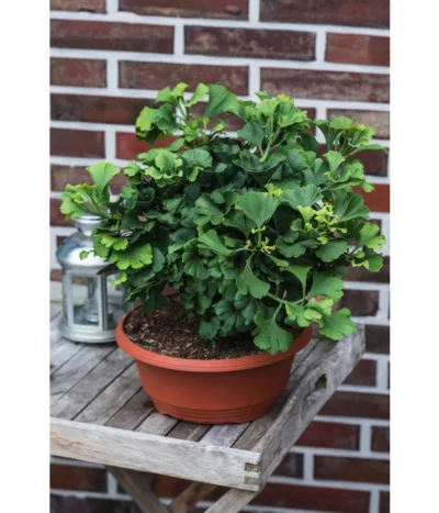 Ginkgobaum - Fächerblattbaum 'Marijke' 7 Ginkgobaum - Fächerblattbaum 'Marijke' -Haus Pflanzen Welt 7196082 PR MO 001 GinkgoBilobaMarijke