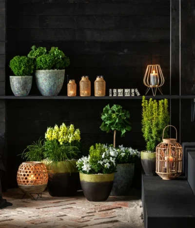 Ballonblume, Verschiedene Farben -Haus Pflanzen Welt 7196199 WE MO 001 GinkgoBilobaTaxusBaccataEibeThujaTeddyLebensbaumKonifere