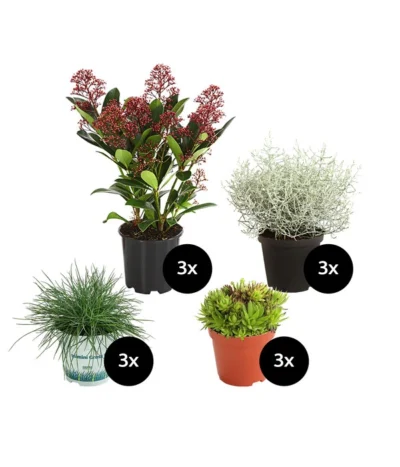 Grabpflanzen-Set Würdevoll, 12-teilig