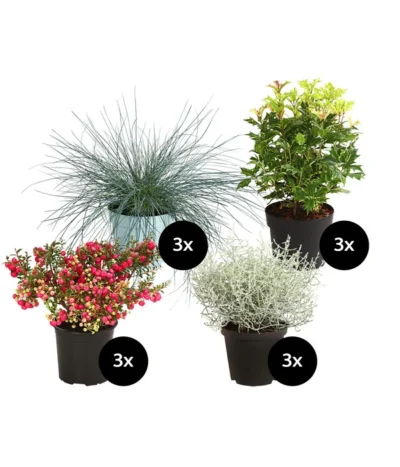Grabpflanzen-Set Trost, 12-teilig
