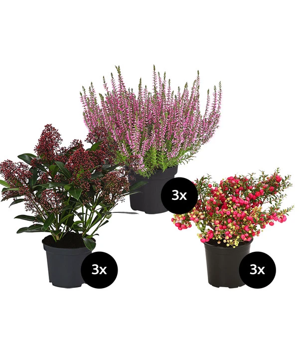 Grabpflanzen-Set In Liebe, 9-teilig 3 Grabpflanzen-Set In Liebe, 9-teilig