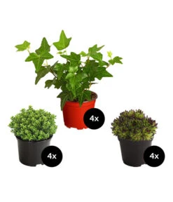 Grabpflanzen-Set Hoffnung, 12-teilig