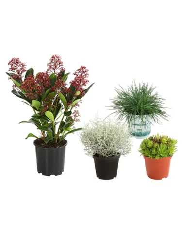 Grabpflanzen-Set Unendlich, 4-teilig