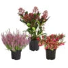 Grabpflanzen-Set Achtungsvoll, 3-teilig -Haus Pflanzen Welt 7199037 WE FS 001 GrabpflanzensetAchtungsvoll