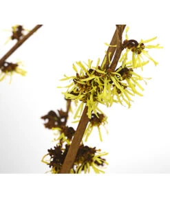 Chinesische Zaubernuss -Haus Pflanzen Welt 7205891 WE DE 001 HamamelisMollisGelbZaubernuss4LDehnerExpressHerzig