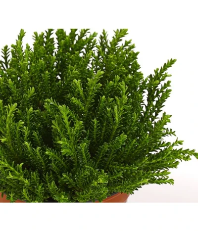 Strauchveronika 'Green Globe' -Haus Pflanzen Welt 7206352 PR DE 001 HebeGreenGlobeStrauchveronikaT9DehnerExpressHerzig