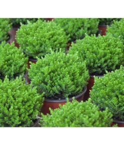 Strauchveronika 'Green Globe' -Haus Pflanzen Welt 7206352 PR DE 002 HebeGreenGlobeStrauchveronikaT9DehnerExpressHerzig