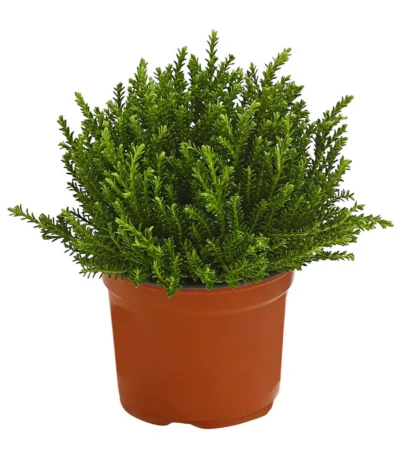 Strauchveronika 'Green Globe'