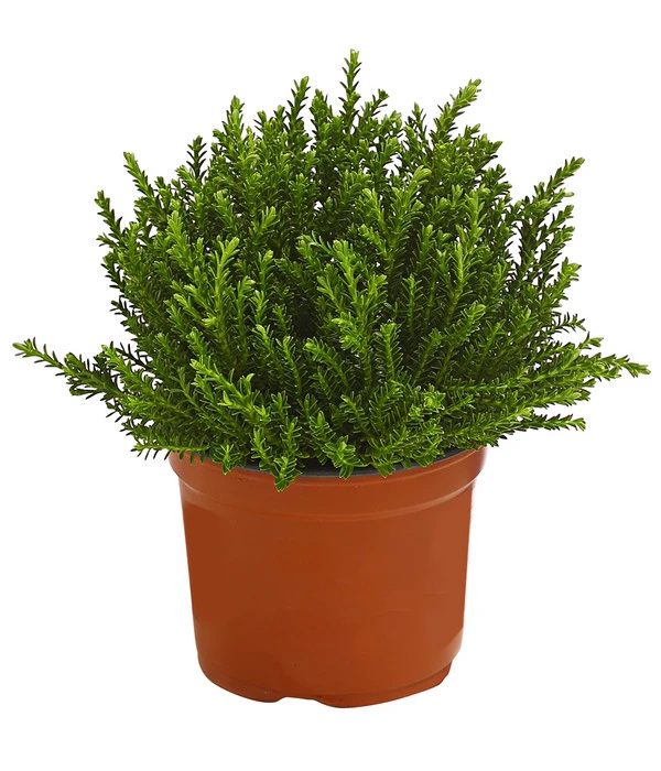 Strauchveronika 'Green Globe'