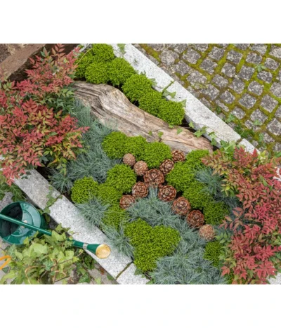 Strauchveronika 'Green Globe' -Haus Pflanzen Welt 7206394 7206352 WE MO 001 StrauchveronikaHebe GC15 2022