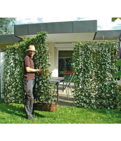 Hecke Am Laufenden Meter® 'Woerneri' - Efeu, Ca. 200 Cm -Haus Pflanzen Welt 7208309 BildM 001 HederaHelixWoerneriHeckeAmLaufendenMeter 1