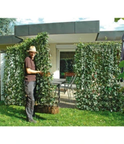 Hecke Am Laufenden Meter® 'Woerneri' - Efeu, Ca. 100 Cm -Haus Pflanzen Welt 7208309 BildM 001 HederaHelixWoerneriHeckeAmLaufendenMeter