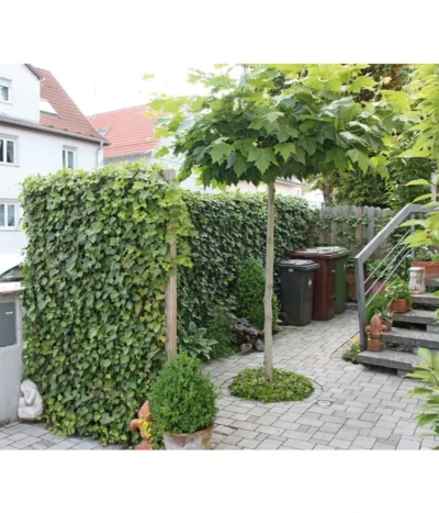 Hecke Am Laufenden Meter® 'Woerneri' - Efeu, Ca. 100 Cm -Haus Pflanzen Welt 7208309 BildM 002 HederaHelixWoerneriHeckeAmLaufendenMeter