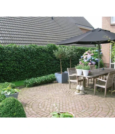 Hecke Am Laufenden Meter® 'Woerneri' - Efeu, Ca. 100 Cm -Haus Pflanzen Welt 7208309 BildM 003 HederaHelixWoerneriHeckeAmLaufendenMeterHelix