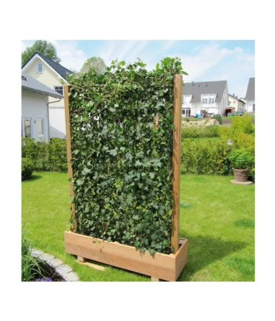 Hecke Am Laufenden Meter® 'Woerneri' - Efeu, Ca. 100 Cm -Haus Pflanzen Welt 7208309 BildM 004 HedereHelixWoerneriHeckeAmLaufendenMeterHelix