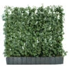 Hecke Am Laufenden Meter® 'Woerneri' - Efeu, Ca. 100 Cm 2 Hecke Am Laufenden Meter® 'Woerneri' - Efeu, Ca. 100 Cm -Haus Pflanzen Welt 7208317 WE FS 001 HederaHelixWoerneriHeckeAmLaufendenMeterEfeu100 120 Helix