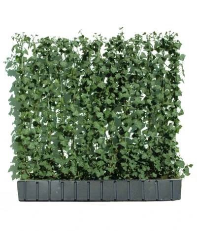 Hecke Am Laufenden Meter® 'Woerneri' - Efeu, Ca. 100 Cm