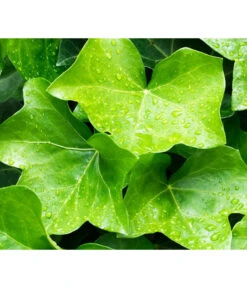 Irischer Efeu - Großblättriger Efeu -Haus Pflanzen Welt 7209539 WE MO 011 EfeuHibernicaPixabay