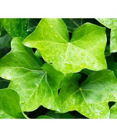 Irischer Efeu - Großblättriger Efeu 7 Irischer Efeu - Großblättriger Efeu -Haus Pflanzen Welt 7209539 WE MO 011 EfeuHibernicaPixabay