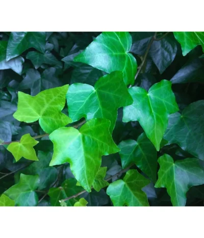 Irischer Efeu -Haus Pflanzen Welt 7209810 WE DE 001 HederaIrischerEfeuPixabay