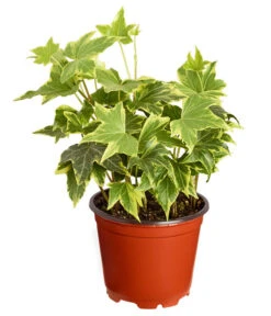 Efeu, Verschiedene Sorten -Haus Pflanzen Welt 7211261 PR FS 001 HederaT9DehnerExpressZS