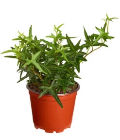 Efeu, Verschiedene Sorten -Haus Pflanzen Welt 7211261 PR FS 002 HederaT9DehnerExpressZS