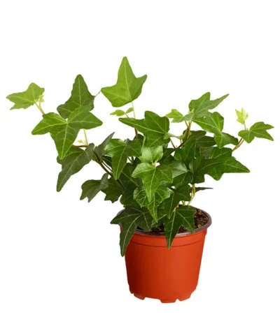 Efeu, Verschiedene Sorten -Haus Pflanzen Welt 7211261 PR FS 003 HederaT9DehnerExpressZS