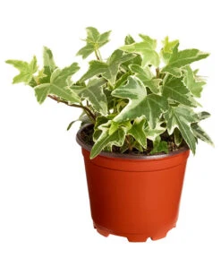 Efeu, Verschiedene Sorten -Haus Pflanzen Welt 7211261 PR FS 004 HederaT9DehnerExpressZS