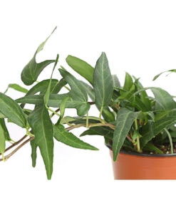 Efeu, Verschiedene Sorten -Haus Pflanzen Welt 7211261 WE DE 001 HederaMixDehnerExpressHerzig