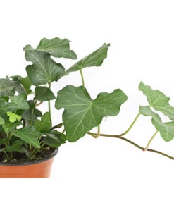 Efeu, Verschiedene Sorten -Haus Pflanzen Welt 7211261 WE DE 002 HederaMixDehnerExpressHerzig