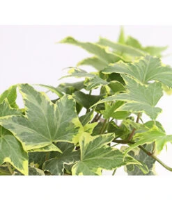 Efeu, Verschiedene Sorten -Haus Pflanzen Welt 7211261 WE DE 003 HederaMixDehnerExpressHerzig