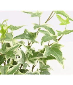 Efeu, Verschiedene Sorten -Haus Pflanzen Welt 7211261 WE DE 004 HederaMixDehnerExpressHerzig