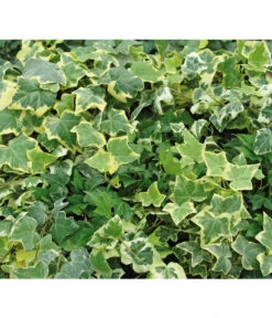 Efeu, Gelbbunt -Haus Pflanzen Welt 7211378 BildD 001 EfeuHedGelbbunteSorten