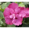 Hibiskus 'Purple Ruffles®' - Garten-Eibisch -Haus Pflanzen Welt 7211659 BildFS 001 HibiscusPurpleRuffelsGartenEibischHibSyrPurpleRuffels