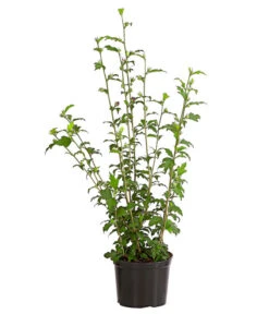 Hibiskus 'Purple Ruffles®' - Garten-Eibisch -Haus Pflanzen Welt 7211659 WE FS 001 HibiscusSyriacusPurpleRuffelsRoseneibischHibiskus3LDehnerExpressHerzig