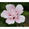 Hibiskus 'China Chiffon®' - Garten-Eibisch 2 Hibiskus 'China Chiffon®' - Garten-Eibisch -Haus Pflanzen Welt 7212053 PR DE 001 HibiscusHibiskusChinaChiffonPixabay