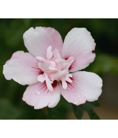 Hibiskus 'China Chiffon®' - Garten-Eibisch