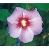 Hibiskus 'Maike' - Garten-Eibisch 1 Hibiskus 'Maike' - Garten-Eibisch -Haus Pflanzen Welt 7212210 BildFS 001 HibiscusMaikeGartenEibischHibSyrMaike