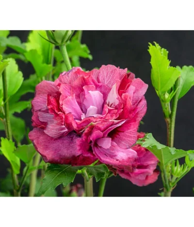 Hibiskus 'Maike' - Garten-Eibisch -Haus Pflanzen Welt 7212210 WE DE 001 HibiscusSyriacusMaikeGarteneibisch