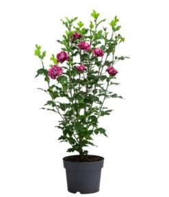 Hibiskus 'Maike' - Garten-Eibisch -Haus Pflanzen Welt 7212210 WE FS 001 HibiscusSyriacusMaikeGarteneibisch3L