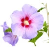 Hibiskus 'Blue Chiffon®' - Garten-Eibisch 1 Hibiskus 'Blue Chiffon®' - Garten-Eibisch -Haus Pflanzen Welt 7213606 WE DE 001 HibiscusSyriacusBlueChiffonRoseneibischHibiskus3LDehnerExpressHerzig