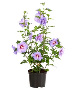 Hibiskus 'Blue Chiffon®' - Garten-Eibisch -Haus Pflanzen Welt 7213606 WE FS 001 HibiscusSyriacusBlueChiffonRoseneibischHibiskus3LDehnerExpressHerzig