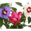 Hibiskus-Trio - Garten-Eibisch -Haus Pflanzen Welt 7213630 WE DE 001 HibiscusTrioGartenhibiskusDreifarbig