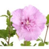 Hibiskus 'Lavender Chiffon®' - Garten-Eibisch 1 Hibiskus 'Lavender Chiffon®' - Garten-Eibisch -Haus Pflanzen Welt 7213887 PR DE 001 HibiscusHibiskusLavenderChiffonDehner3LDehnerExpressHerzig