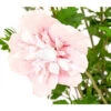 Hibiskus 'Pink Chiffon®' - Garten-Eibisch 2 Hibiskus 'Pink Chiffon®' - Garten-Eibisch -Haus Pflanzen Welt 7215163 WE DE 001 HibiscusSyriacusPinkGiantRoseneibischHibiskus3LDehnerExpressHerzig