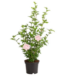 Hibiskus 'Pink Chiffon®' - Garten-Eibisch 5 Hibiskus 'Pink Chiffon®' - Garten-Eibisch -Haus Pflanzen Welt 7215163 WE FS 001 HibiscusSyriacusPinkGiantRoseneibischHibiskus3LDehnerExpressHerzig