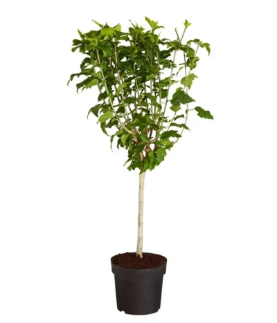 Hibiskus - Garten-Eibisch, Stämmchen -Haus Pflanzen Welt 7218134 PR FS HibiscusSyriacusWoodbridgeDehnerExpressZS