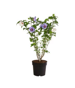 Hibiskus-Duo - Garten-Eibisch, Verschiedene Farbkombinationen -Haus Pflanzen Welt 7218159 PR FS 001 HibiscusTwinGartenhibiskusBlauWeissDehnerExpressHerzig